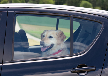 pet in car