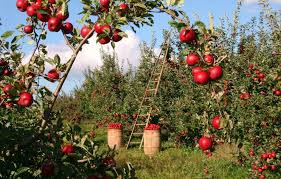 Apple Orchard (Emma Prusch Farm)